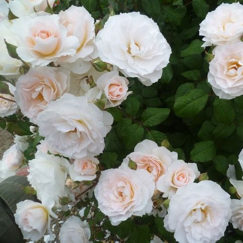 Rosen Shop - floribundarosen - weiß - Rosa Sweet Blondie™ - duftlos - Martin Vissers - Cremeweiße Rose mit rosanen Tönen und mäßig fruchtigem Duft.